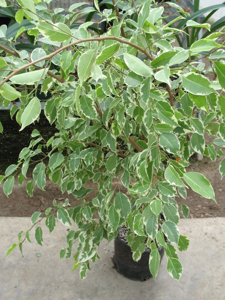 Ficus benjamina variegata