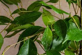 Ficus Benjamina