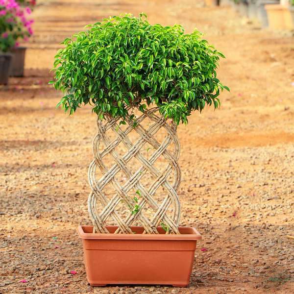 Ficus Bonsai Round Braided Arrangement