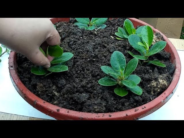 Ficus Compacta Variegated