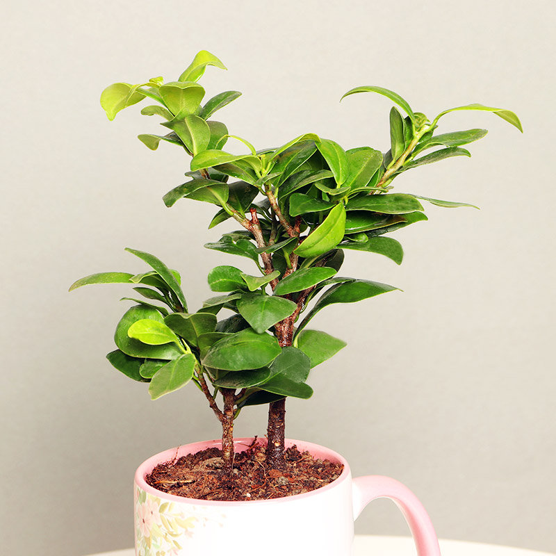 Ficus Compacta