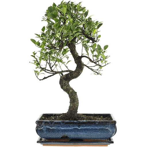 Ficus Iceland