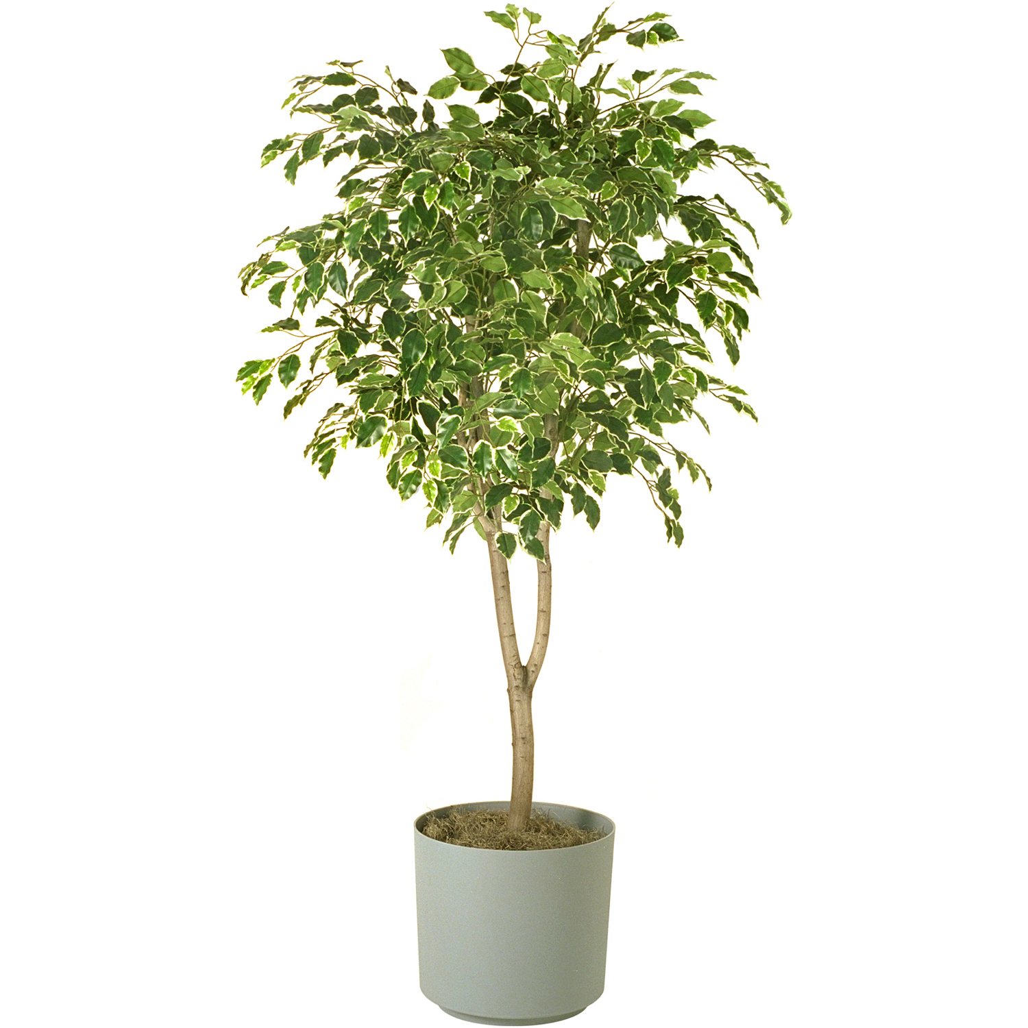 Ficus Infectoria