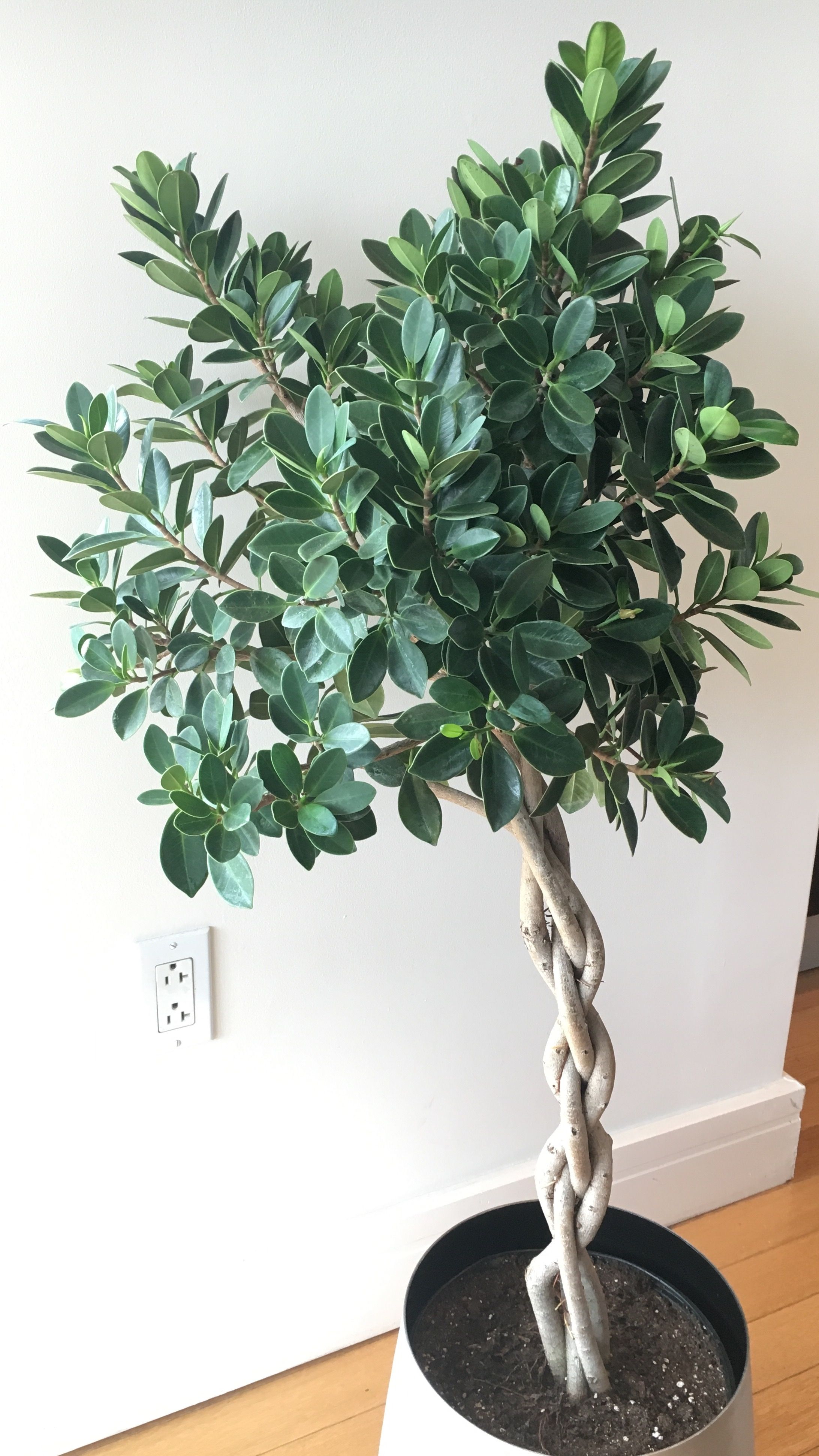 Ficus Island Dwarf