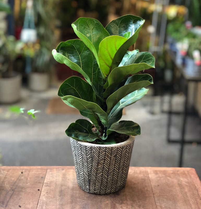Ficus Lyrata Bambino