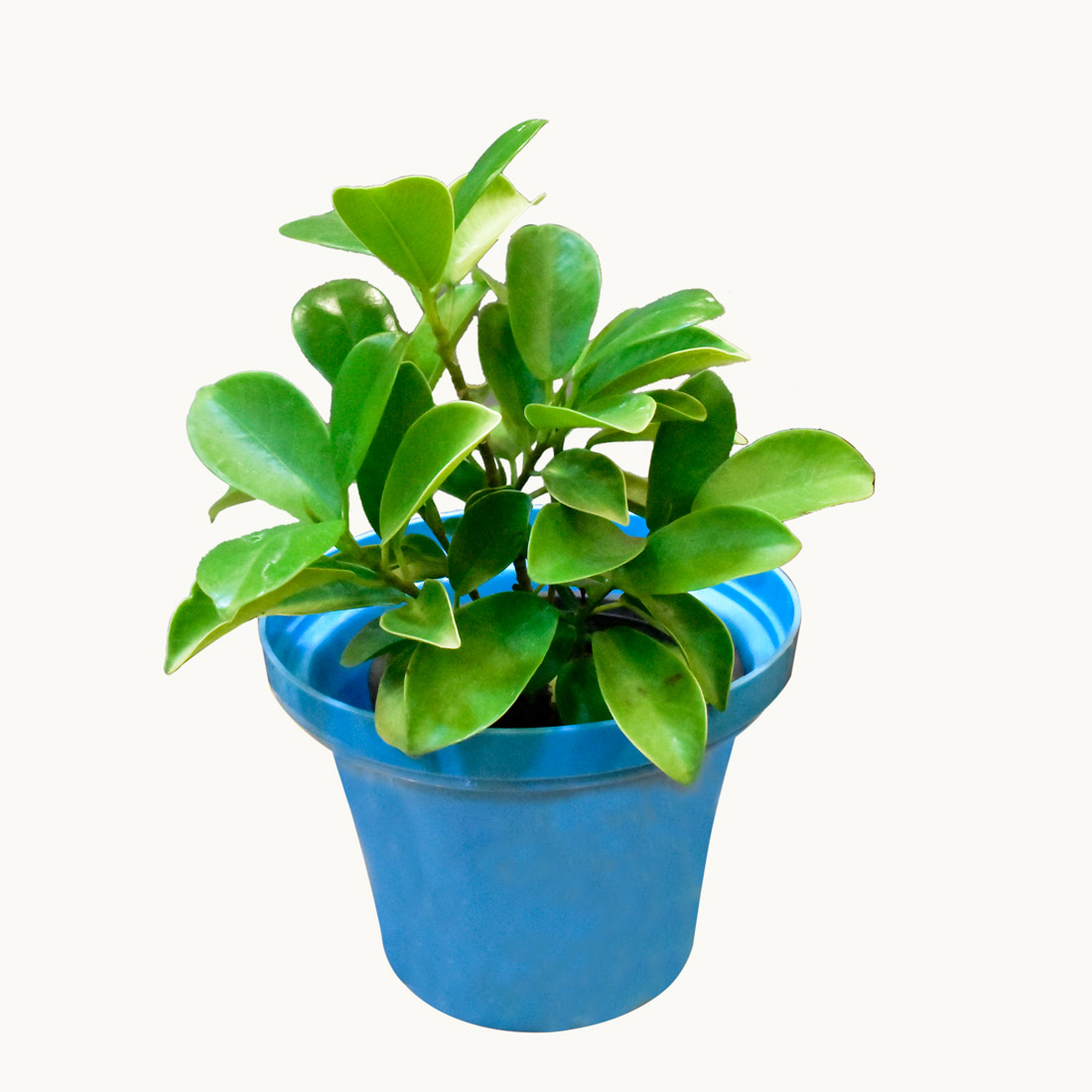 Ficus Panda