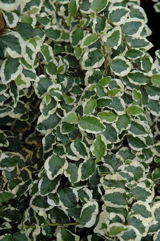 Ficus pumila variegated