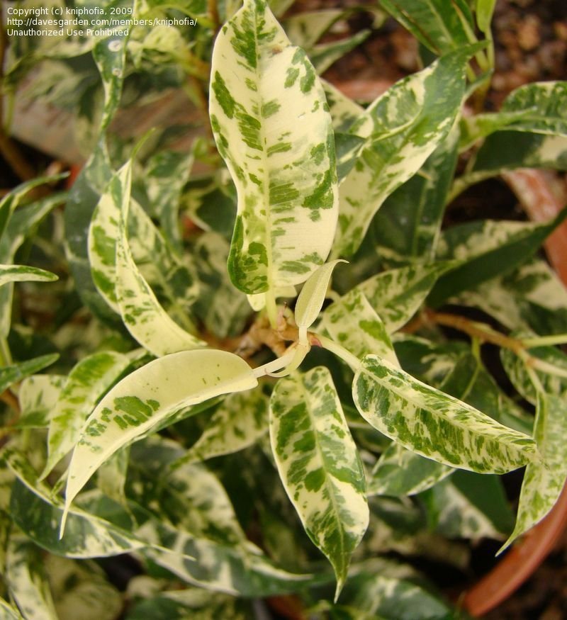 Ficus Safari