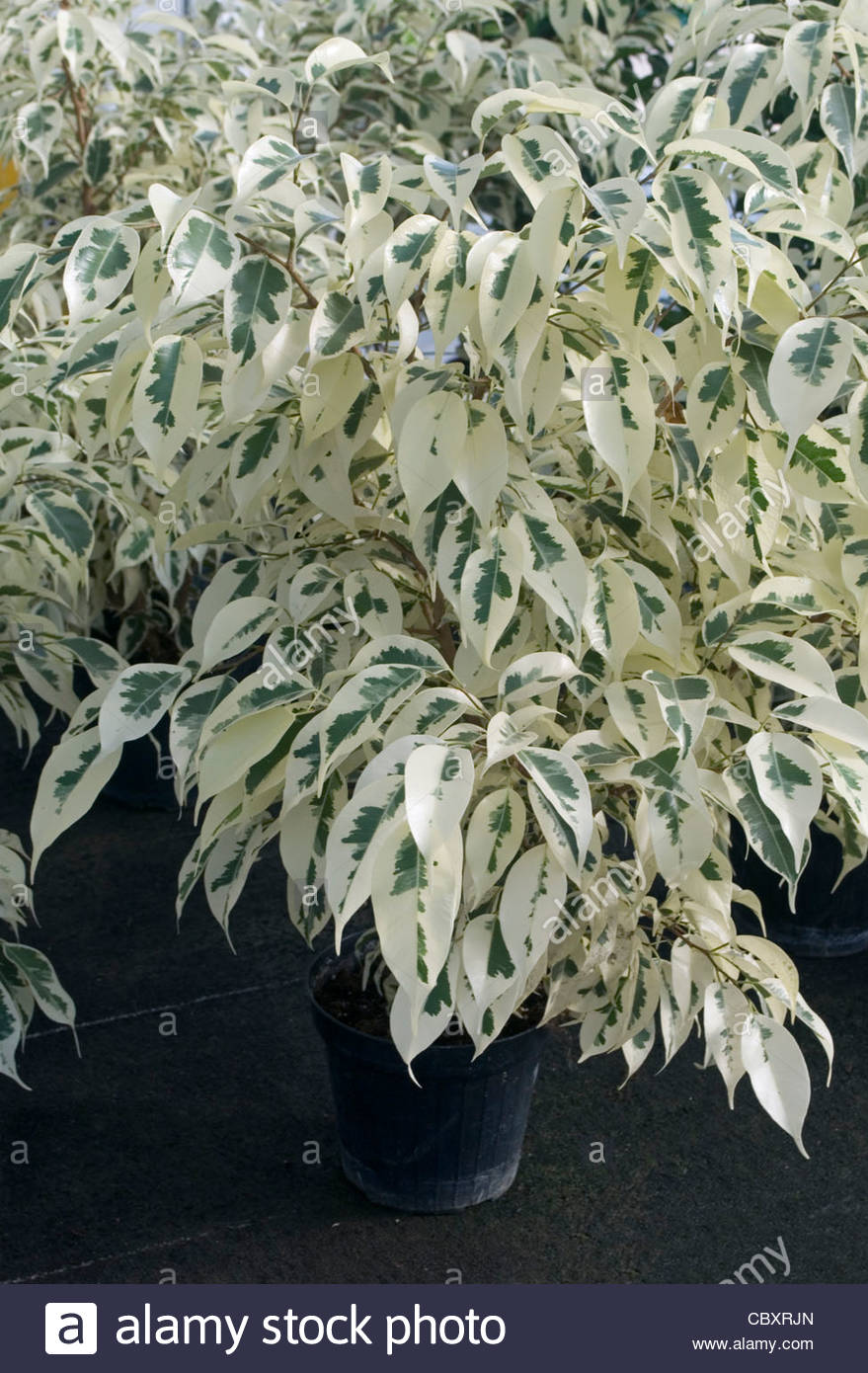 Ficus Starlight