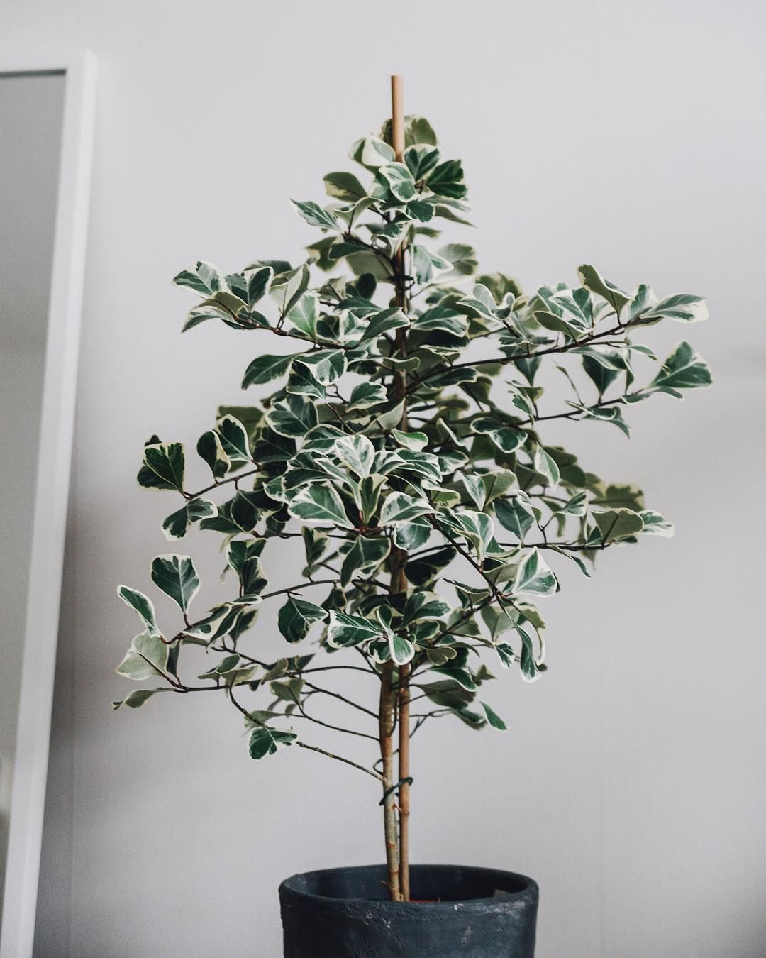 Ficus Triangularis variegata