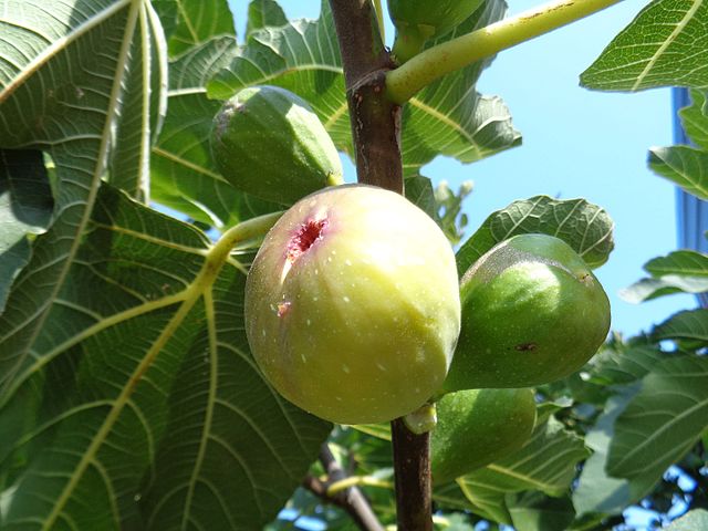 Fig Tree