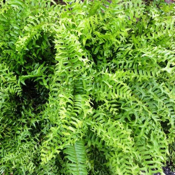 Fish Tail Fern