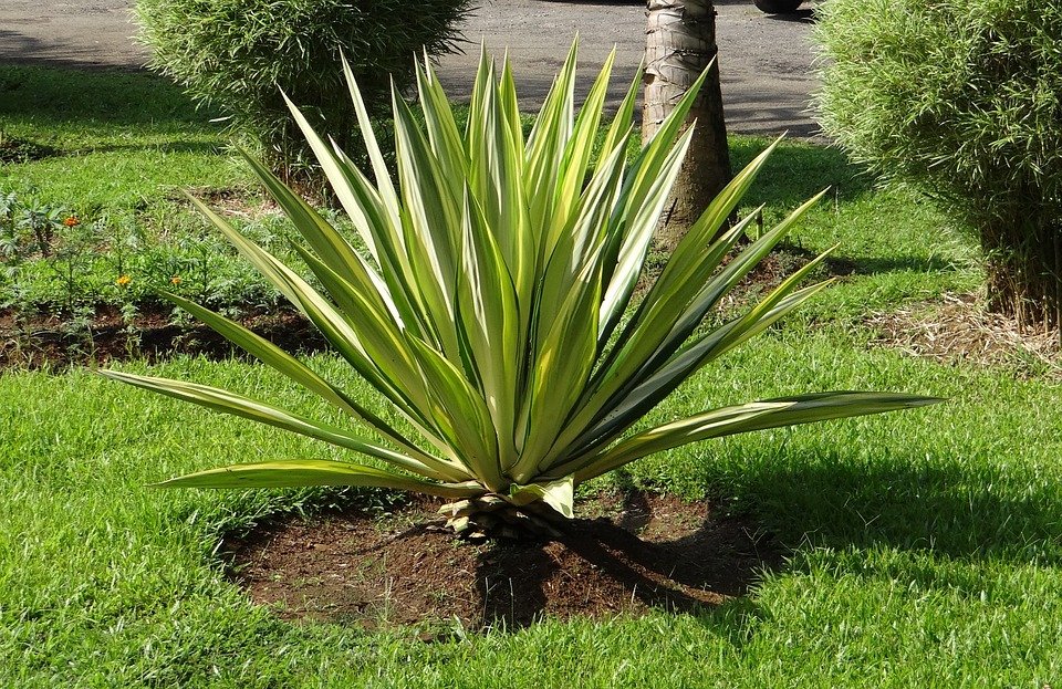 Furcraea Gigantea Striata