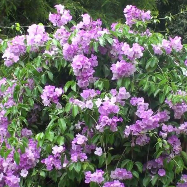 Garlic Creeper