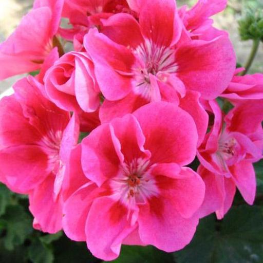 Geranium Ivy
