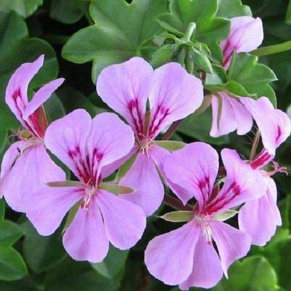Geranium Ivy