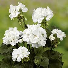 Geranium Ivy