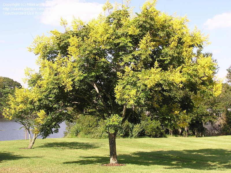 Golden Rain Tree