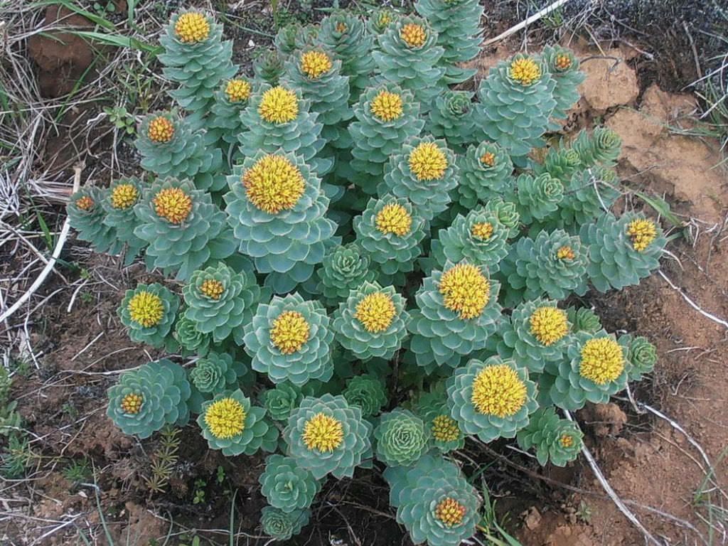 Golden Root