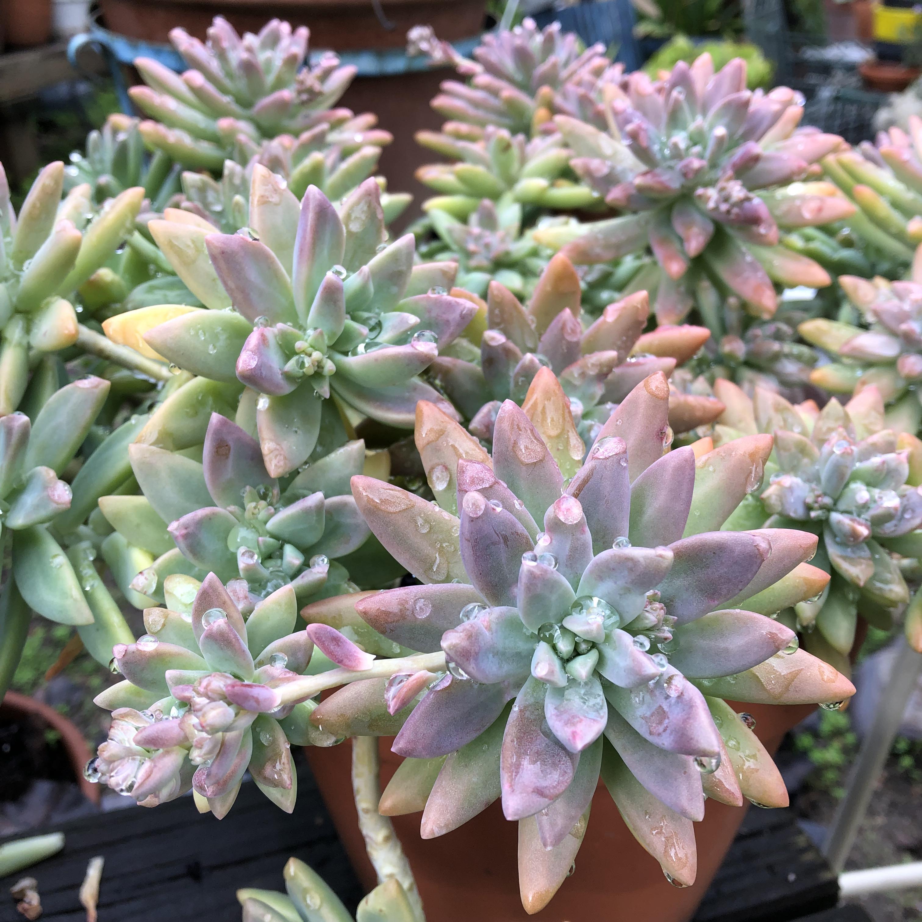 Graptosedum Darley Sunshine