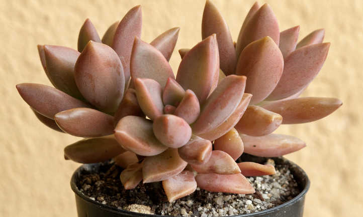 Graptosedum species