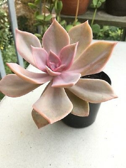 Graptoveria Douglas Huth
