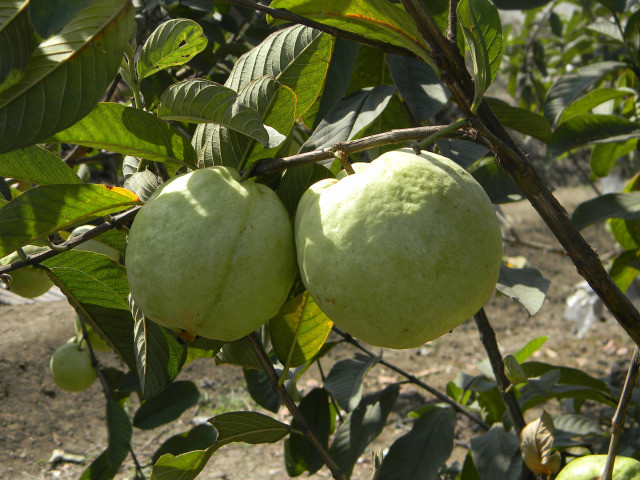 Guava Tree