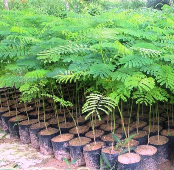 Gulmohar Tree