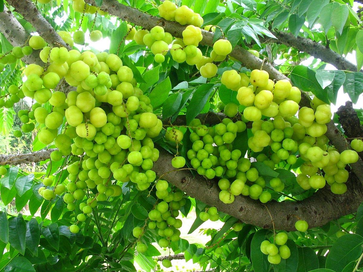 Harfarauri