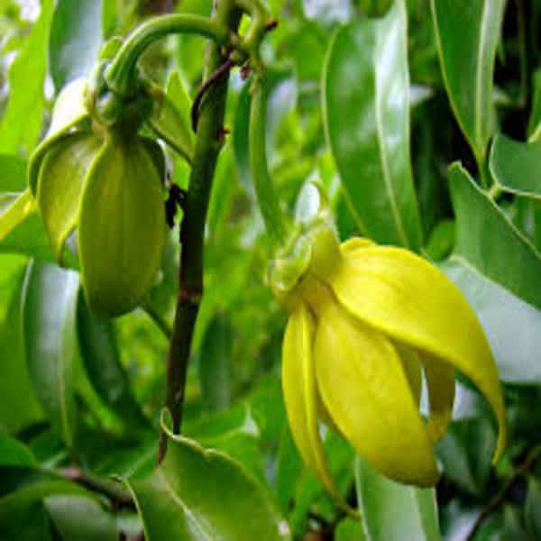 Hari champa