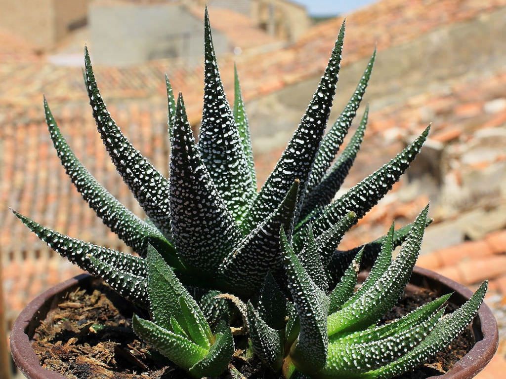 Haworthia attenuata