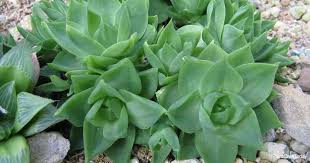 Haworthia cymbiformis
