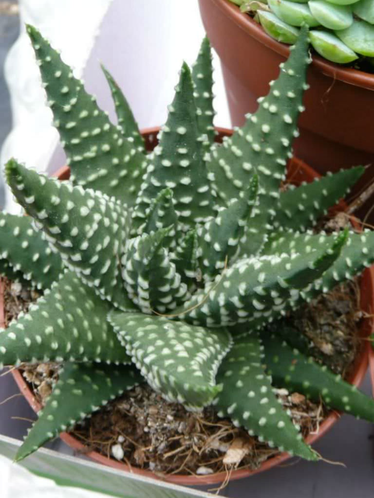 Haworthia margaritifera