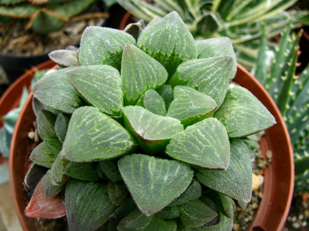 Haworthia pygmaea