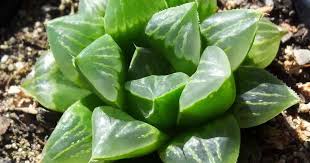 Haworthia retusa