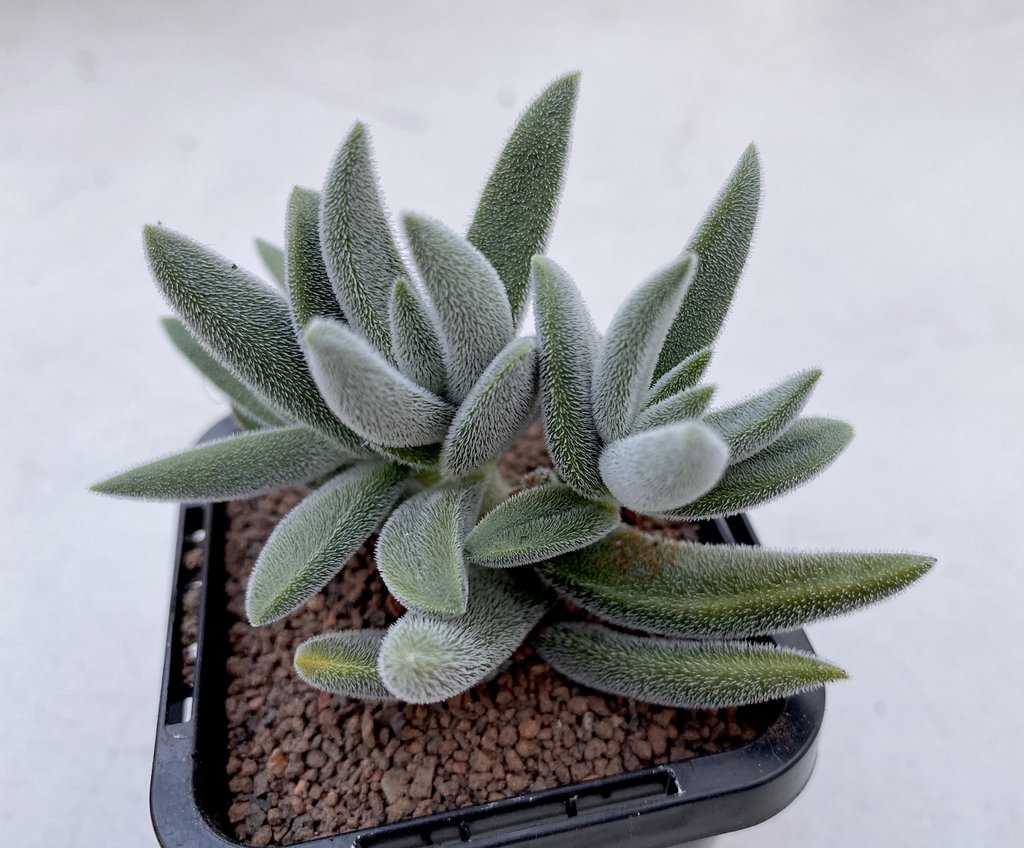 Haworthia truncata Green Rose - Succulent Plant