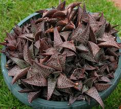 Haworthia venosa