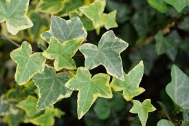 Hedera Helix