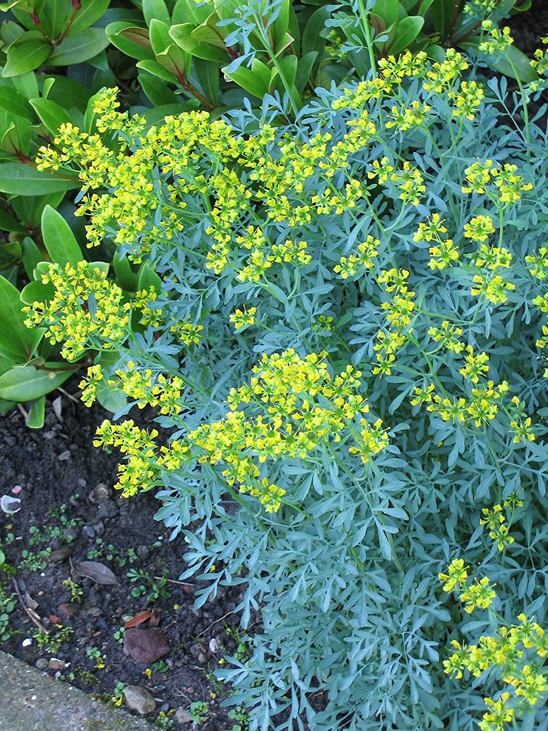 Herb-of-grace