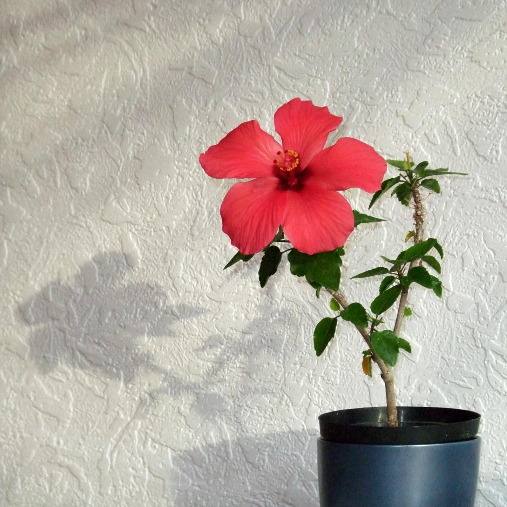 Hibiscus