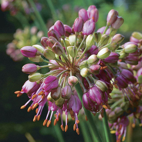 Himalaya Onion - Plant