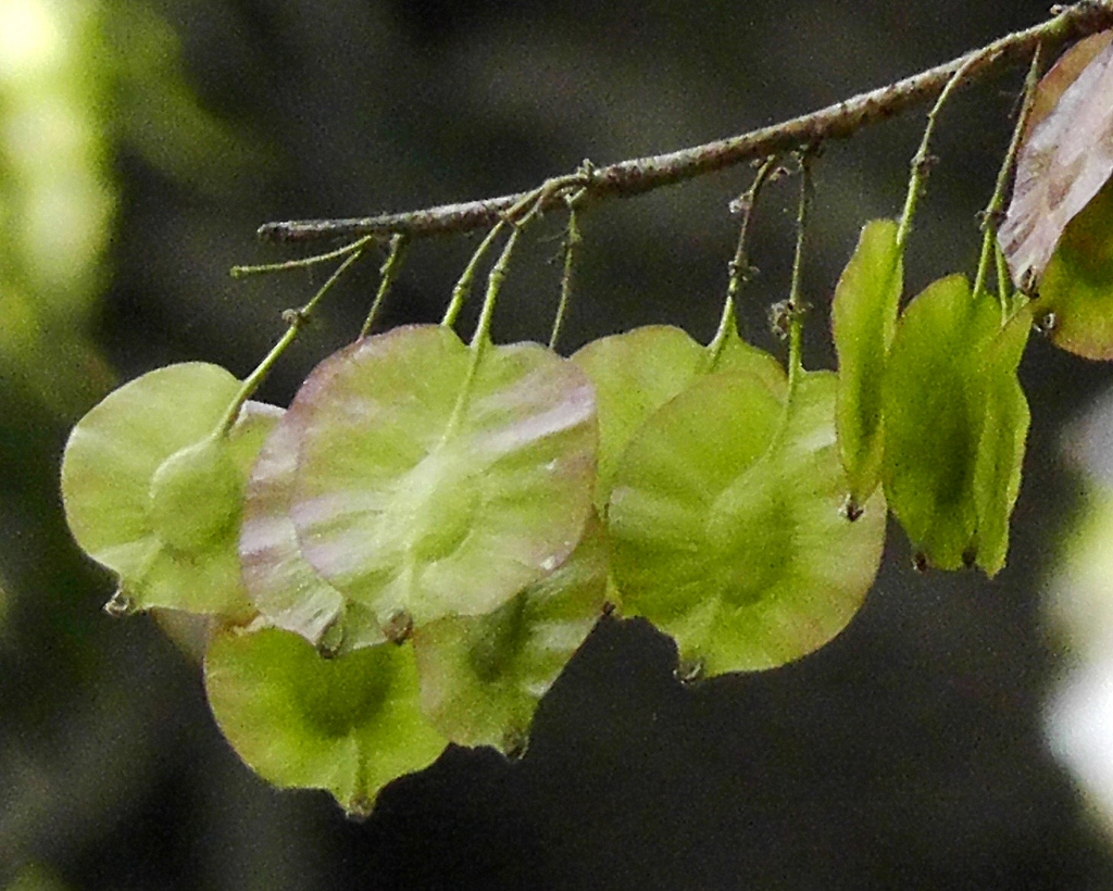 Holoptelea Integrifolia