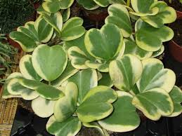 Hoya kerrii