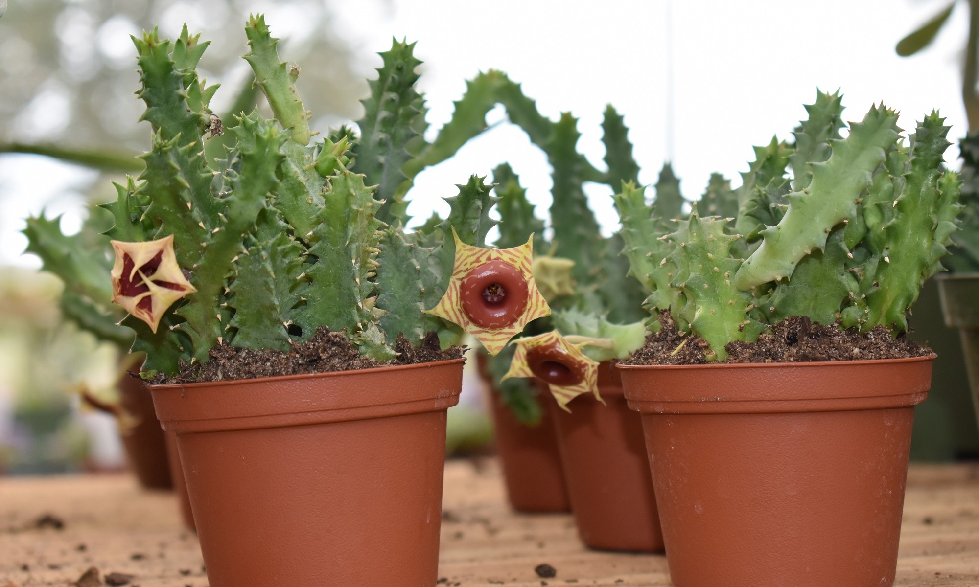 Huernia species
