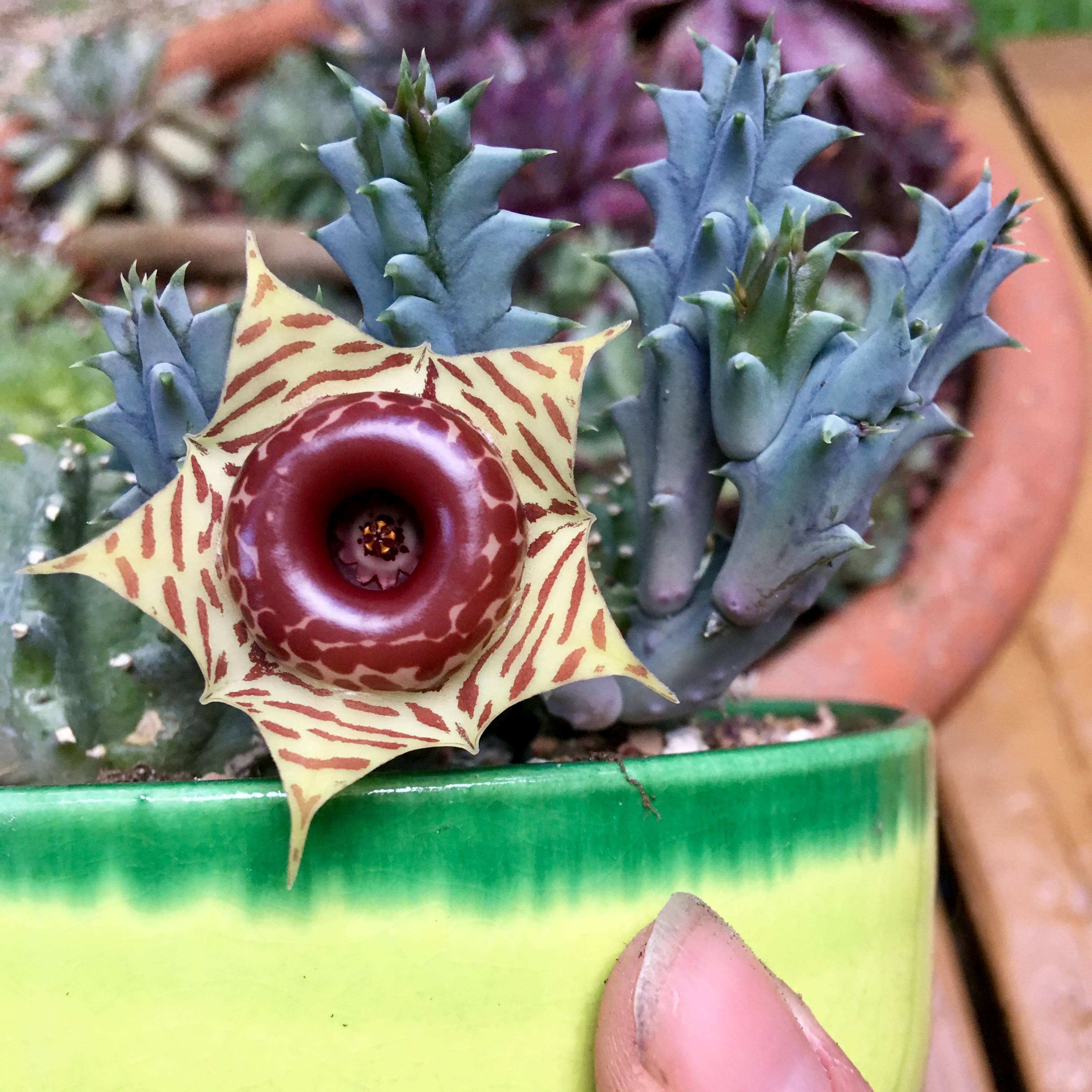 Huernia zebrina - Succulent Plant