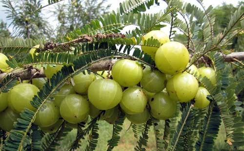 Indian Gooseberry