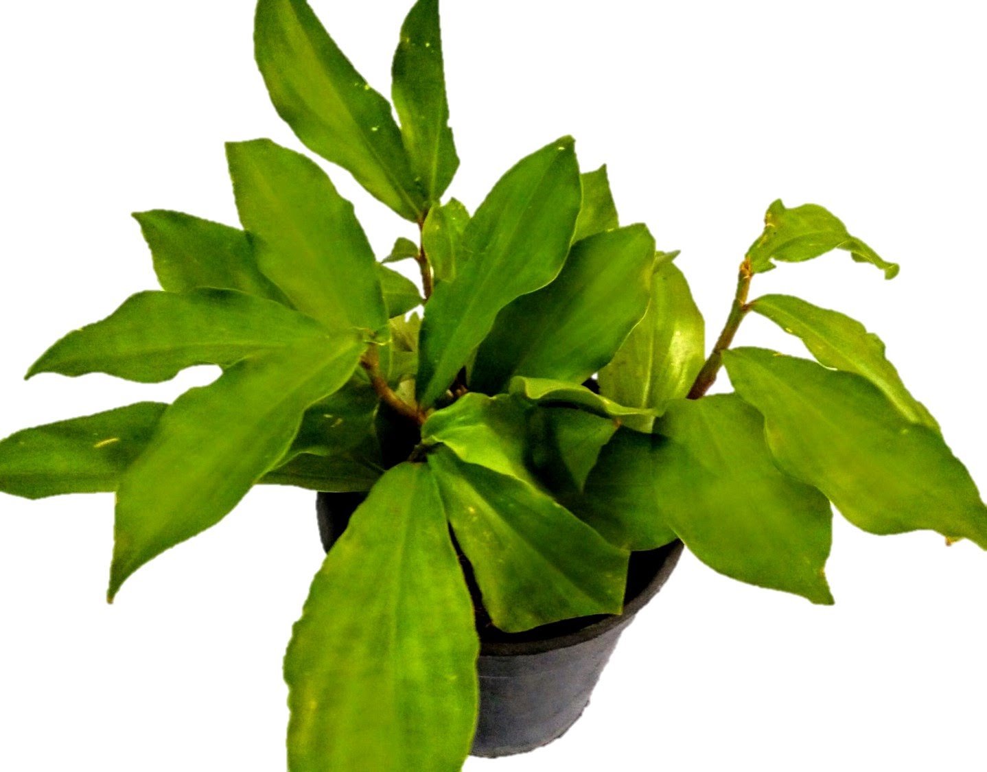 Insulin Plant
