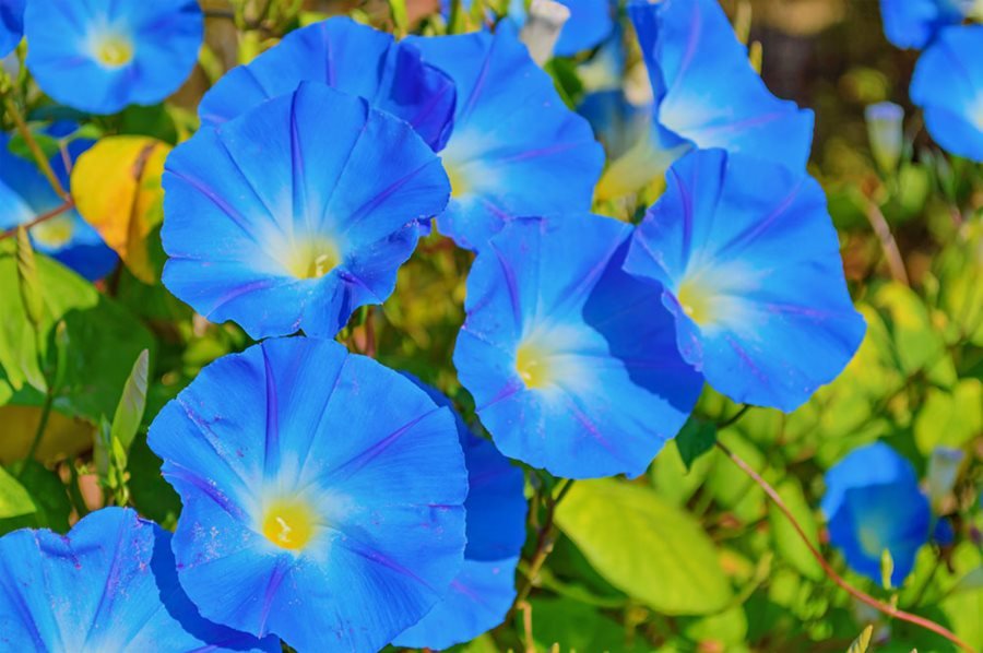 Ipomoea