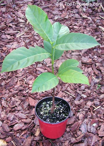 Jack Fruit