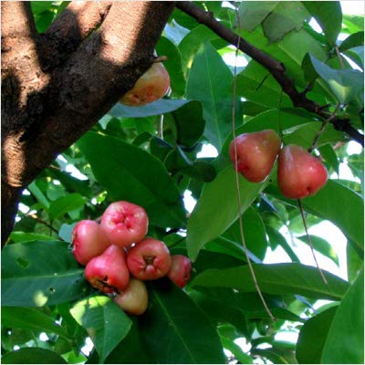 Jambu